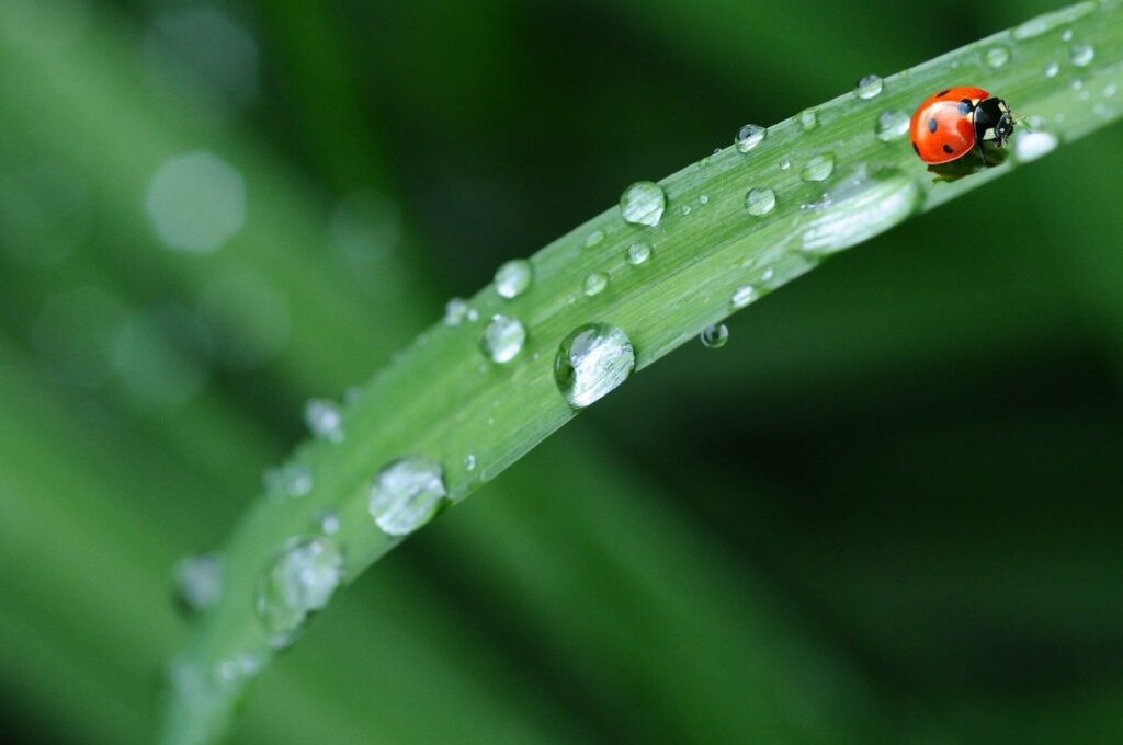 récupérateur d'eau de pluie souple